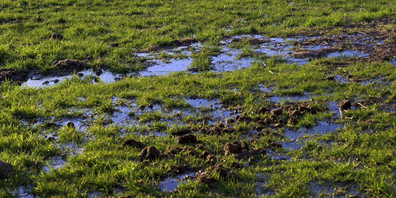 Is Drain Field Maintenance More Important Than Septic Tank Pumping?